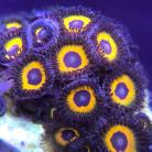 Agent Orange Zoas