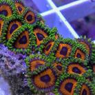 Eagle Eye Zoanthid