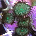 Green Button Polyps