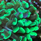 Green Hammer Rosette