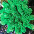 Neon Green Stylophora