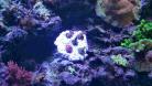 5 Frag Rock by Natural Reef Habitats