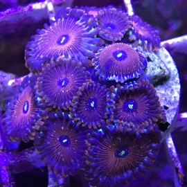 Blue Agave People Eater Paly