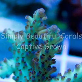 Atlantis Raspberry Limeade 