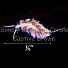 Berghia Nudibranch Small 1/4