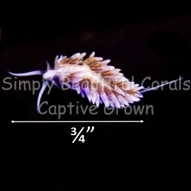 Berghia Nudibranch Large 3/4”