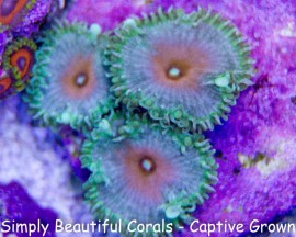 Captain America Palys