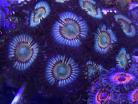 Citrus Cooler Zoas
