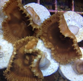 SBC Titanic Brown Palys