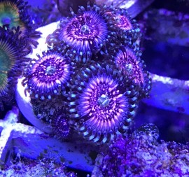 Pink Zipper Zoa