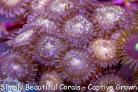 SBC Gold Dust Zoanthids