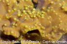 Yellow Turbinaria