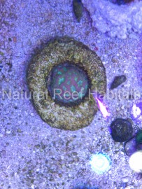 Softies Donuts by Natural Reef Habitats