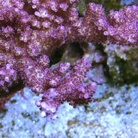 Tyree Tierra Del Fuego