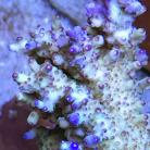 Jason Fox Tsunami Acro