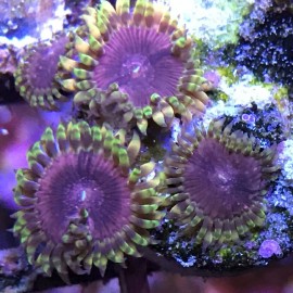 Atomic Space Monsters