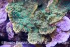 Montipora Hispida- Supernatural Cap