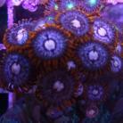 Japanese Firecracker Zoas