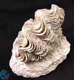 Clam Cradles by Natural Reef Habitats