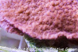 Tyree Bloody Mary Montipora cebuensis