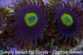 SBC AOI Zoa