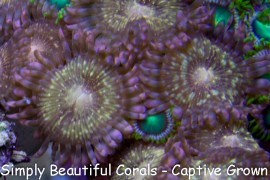 SBC Butterface/Pink & Golds