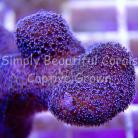 SBC Rainbow Stylophora