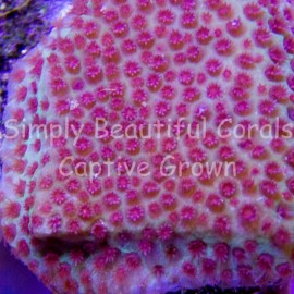 Sand Dollar Montipora