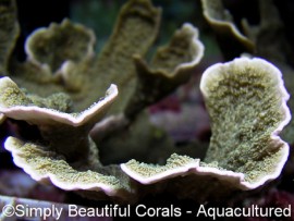 White Rim Capricornis