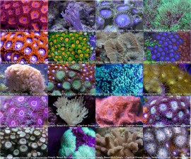 Beginner Coral Frag Pack 20 Corals with FREE Shipping