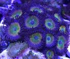 Sunny D Zoas