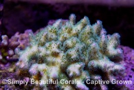 Tri-color Pocillopora