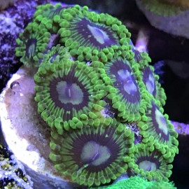 Electric Boogaloo Zoa
