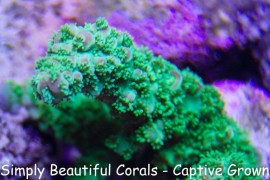 Yogi Bear Green Slimer