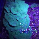 Hollywood Stunner/Alien Eye Chalice