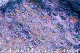 SBC Van Gogh's Chaos