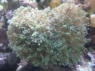 SBC Branching Grape Coral