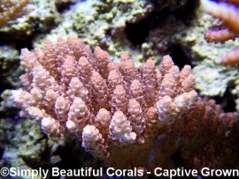 Atlantis Red Brick Millepora