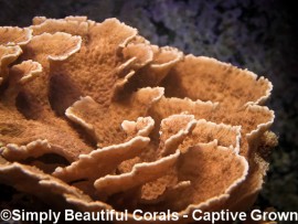Red/Orange Montipora Capricornis