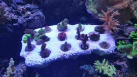 10 Frag Rock by Natural Reef Habitats