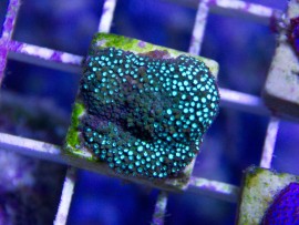 Jason Fox Grassy Fields Stylocoeniella