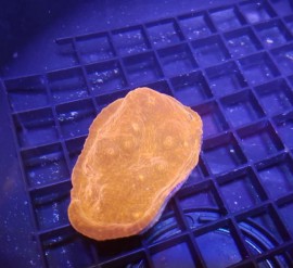 SBC Crimson Planet Chalice